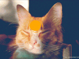 ziggy stardust animation GIF