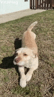 Dog GIF by ViralHog