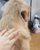 Dog Hairstyle GIF