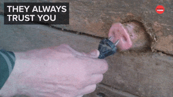 Best Friends Funny Animals GIF by BuzzFeed