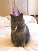 Happy Grumpy Cat GIF