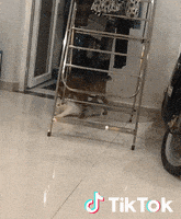 Cat GIF by TikTok France