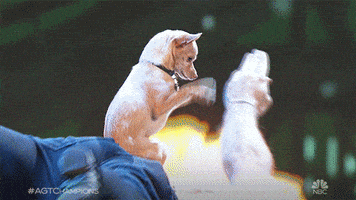 Nbc Champions GIF by America's Got Talent