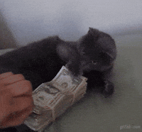 Cat Money GIF