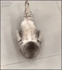 Work Out Cat GIF
