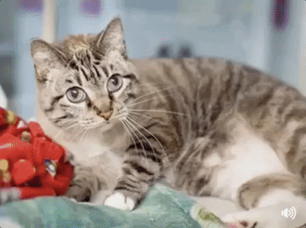 cat adopt GIF by Nebraska Humane Society 