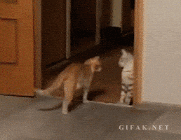 cats fail GIF
