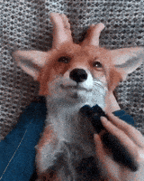 fox relaxing GIF