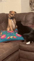 Cat Dog GIF by ViralHog