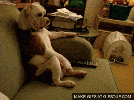 Dog Chilling GIF