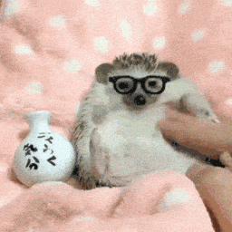 Hedgehog GIF
