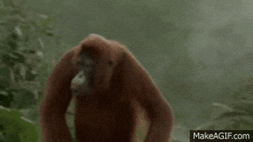 hit jungle GIF hit jungle GIF