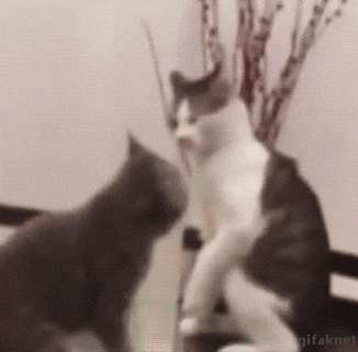 cat fight GIF