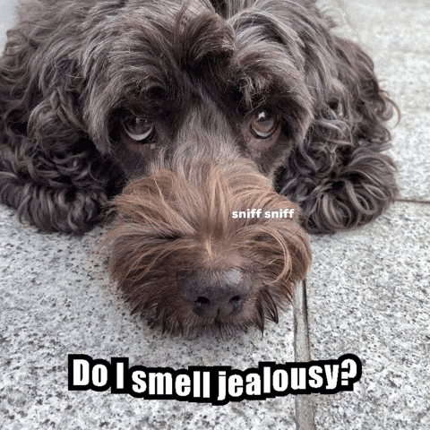 Dog Are You Jealous GIF by phoebethecockerpoo