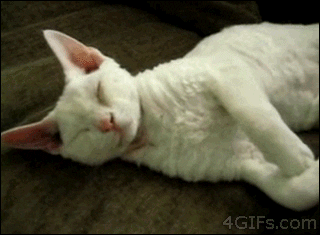Cat Hugs GIF