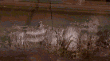 swamp people spin GIF