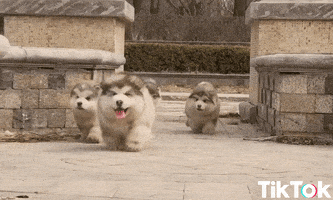 puppy hello GIF by TikTok