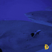 Tiger Sharks Baby Shark GIF by Shark Week