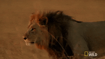 nat geo wild lion GIF by Savage Kingdom nat geo wild lion GIF by Savage Kingdom