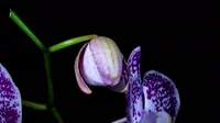 Flower Blooming GIF