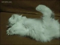 Cat Playing GIF