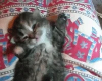 Sleepy Kitten GIF