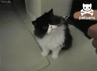 Play Dead Cat GIF