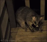Kung Fu Ninja GIF