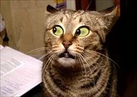 Funny Cat GIF