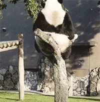 Panda Falling GIF