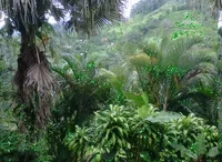 Glitter Jungle GIF