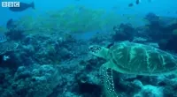 Stargazing Live Sea GIF by BBC