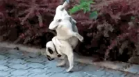 Dog Peeing GIF