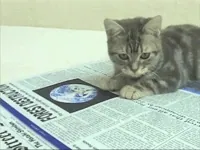 Cat Reading GIF