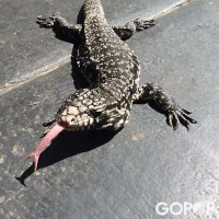 Reptiles GIF