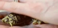 Turtle GIF