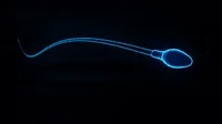 X-Ray Swimming GIF by Matthew Butler