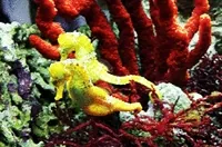 Coral Reef Ocean GIF