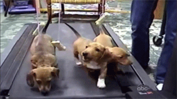dogs puppies GIF by Digg