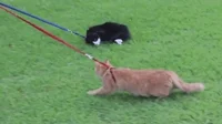 Irl GIF
