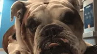 College Basketball Kiss GIF by Butler University