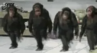 Monkeys GIF