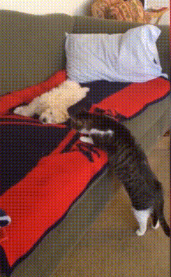  GIF