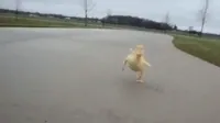 Ducks GIF