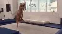 Trampoline GIF