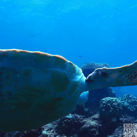 Ocean Wildlife GIF by BBC America