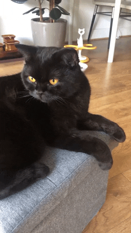 purrcivalcat  GIF