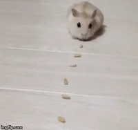 Hamster GIF