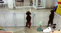Dog Trust GIF