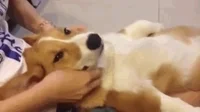 Dog Massage GIF